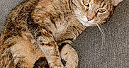 Ariel participe au concours pour gagner de l'argent avec cette photo : abyssinian, animal, architecture, armchair, building, cat, chair, couch, cushion, furniture, homedecor, indoors, interiordesign, kitten, livingroom, manx, person, pet, room, sleeping