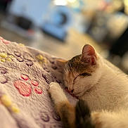Belle participe au concours pour gagner de l'argent avec cette photo : cat, kitten, sleeping, resting, curled_up, pet, animal, feline, blanket, bed, cozy, indoors, close_up, portrait, soft_lighting, warm_lighting, shallow_depth_of_field, blurred_background, whiskers, peaceful
