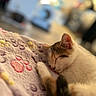 animal, bed, blanket, blurred_background, cat, close_up, cozy, curled_up, feline, indoors, kitten, peaceful, pet, portrait, resting, shallow_depth_of_field, sleeping, soft_lighting, warm_lighting, whiskers