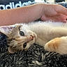 Belle participe au concours pour gagner de l'argent avec cette photo : kitten, cat, animal, pet, furry, cream_fur, tabby, blue_eyes, lying_down, upside_down, indoor, blanket, soft_texture, human_hand, close_up, cute, relaxed, whiskers, pink_nose, cozy