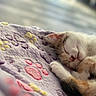 Belle a rejoint le concours — aidez-le/la à gagner de superbes lots ! cat, kitten, sleeping, sleepy, animal, pet, white_fur, orange_fur, curled_up, paw, whiskers, closed_eyes, pink_nose, blanket, fabric, cozy, indoors, soft_lighting, close_up, relaxed