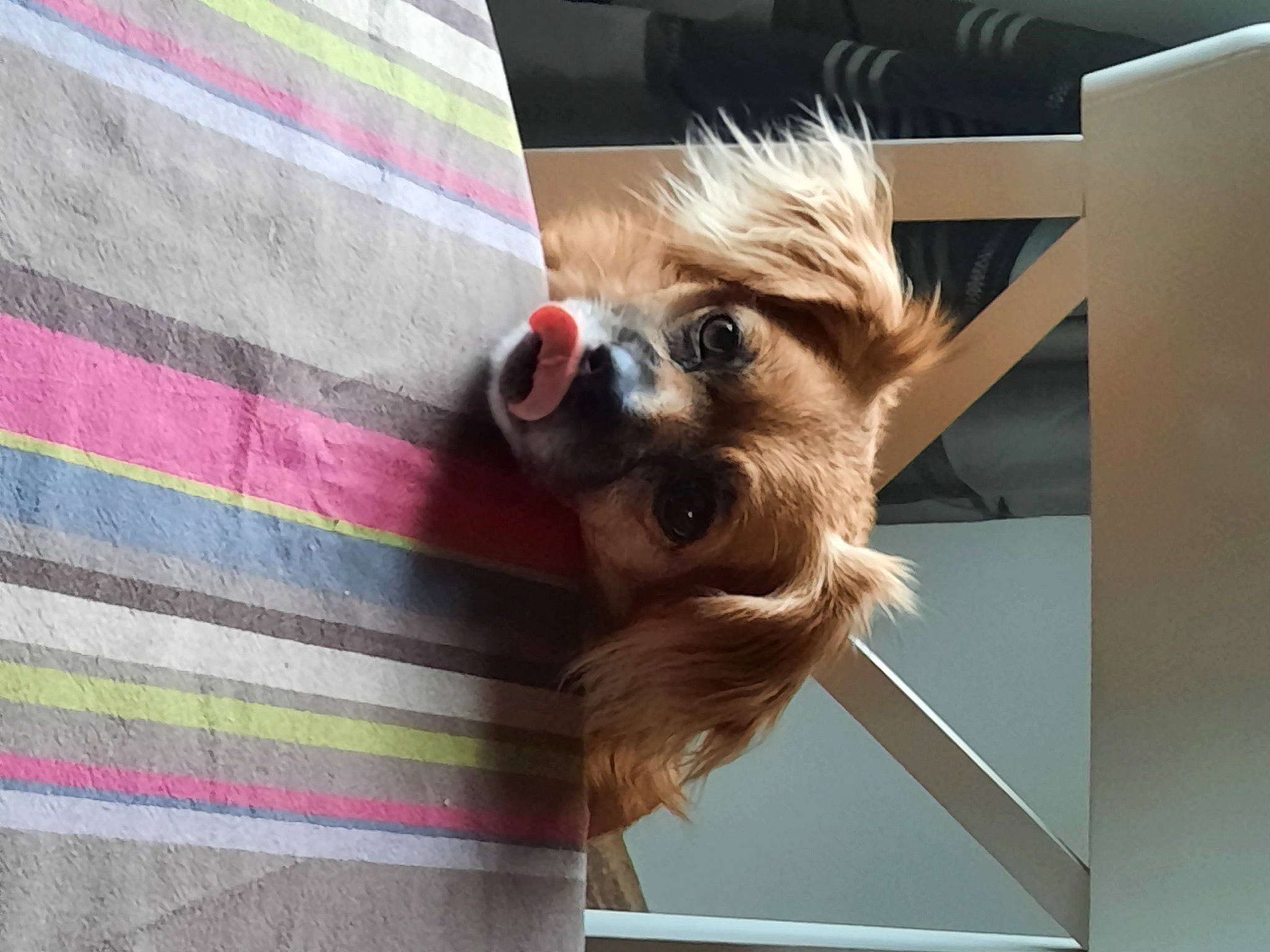 Biscuit a rejoint le concours — aidez-le/la à gagner de superbes lots ! canidae, carnivore, collar, companion_dog, dog, dog_breed, dog_clothes, dog_supply, eyewear, fawn, fur, liver, pet_supply, plaid, snout, sunglasses, tartan, toy_dog, wood, working_animal