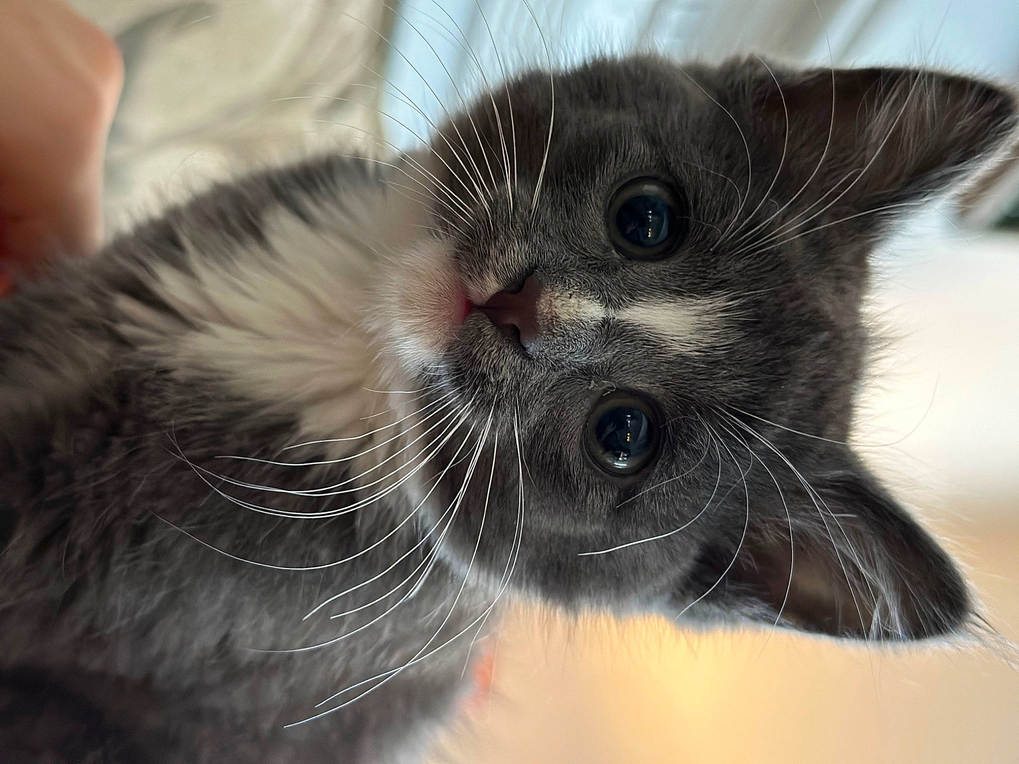 Peregrine Took joined the competition — help win amazing prizes! black_cat, carnivore, cat, claw, comfort, domestic_short_haired_cat, ear, eye, felidae, fur, paw, small_to_medium_sized_cats, snout, terrestrial_animal, whiskers