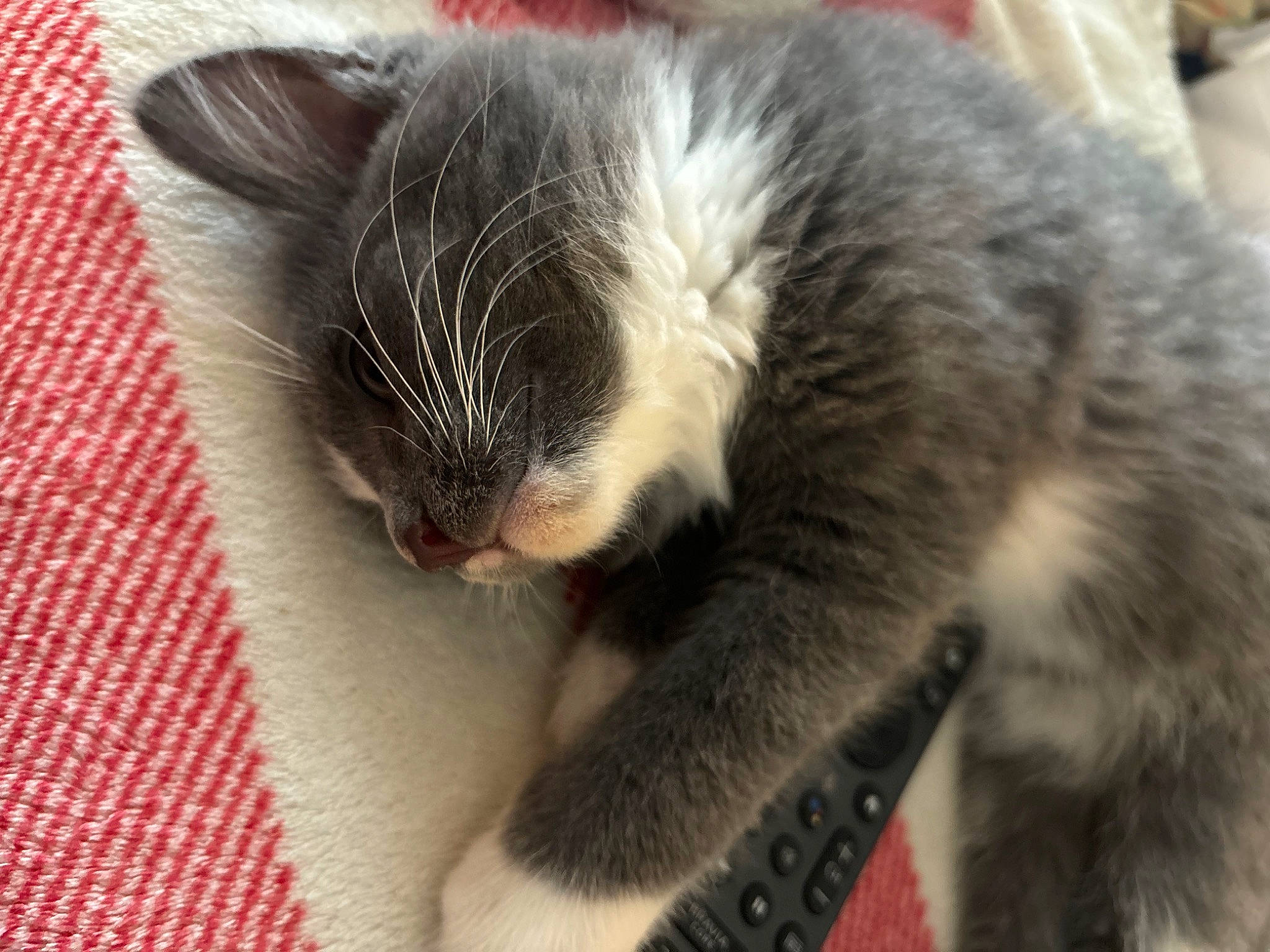 Peregrine Took joined the competition — help win amazing prizes! carnivore, cat, claw, comfort, domestic_short_haired_cat, felidae, fur, nap, paw, sleep, small_to_medium_sized_cats, tail, terrestrial_animal, whiskers