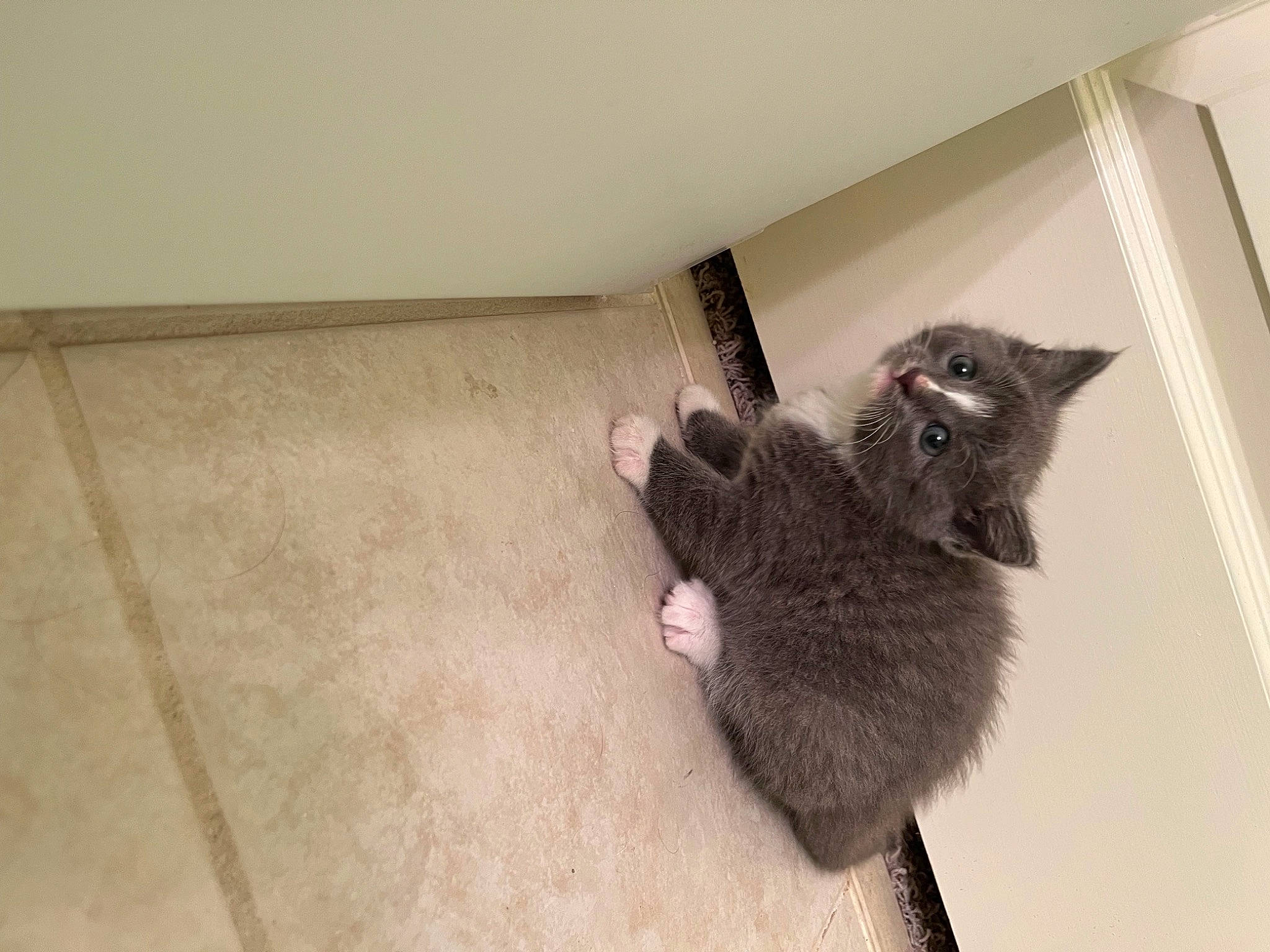 Peregrine Took is registered to the contest to win money with this photo: black_cat, canidae, carnivore, cat, cat_supply, claw, comfort, domestic_short_haired_cat, fawn, felidae, flooring, fur, hardwood, paw, room, small_to_medium_sized_cats, snout, tail, whiskers, window