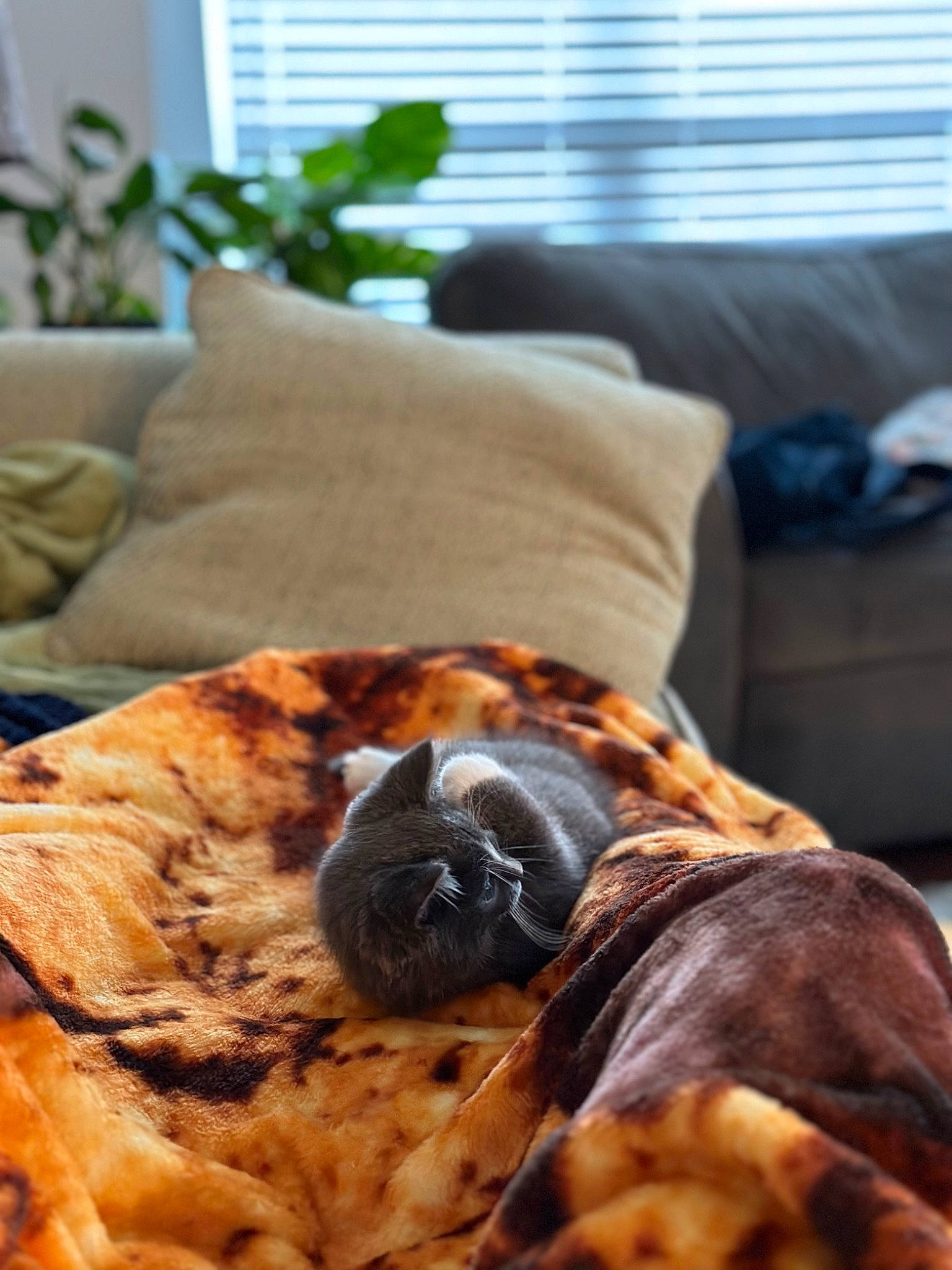 Peregrine Took joined the competition — help win amazing prizes! carnivore, comfort, companion_dog, couch, dog, dog_breed, fawn, felidae, fur, houseplant, plant, pug, room, small_to_medium_sized_cats, sporting_group, whiskers, window, window_blind, wood, working_animal