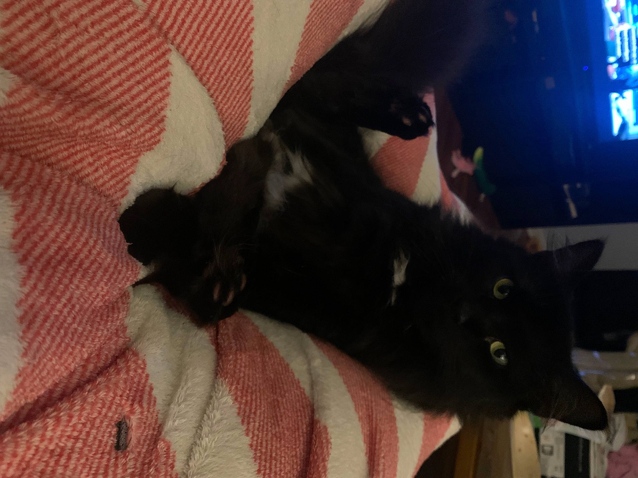 Ichabod joined the competition — help win amazing prizes! black_cat, bombay, carnivore, cat, comfort, companion_dog, couch, dog_breed, domestic_short_haired_cat, felidae, fur, lap, linens, mammal, small_to_medium_sized_cats, snout, tail, television, vertebrate, whiskers