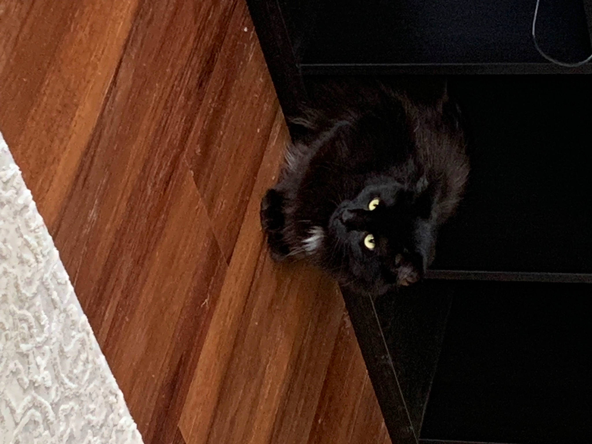 Ichabod joined the competition — help win amazing prizes! black_cat, carnivore, cat, domestic_short_haired_cat, fawn, felidae, floor, flooring, grey, hardwood, laminate_flooring, plank, small_to_medium_sized_cats, snout, tail, terrestrial_animal, varnish, whiskers, wood, wood_stain