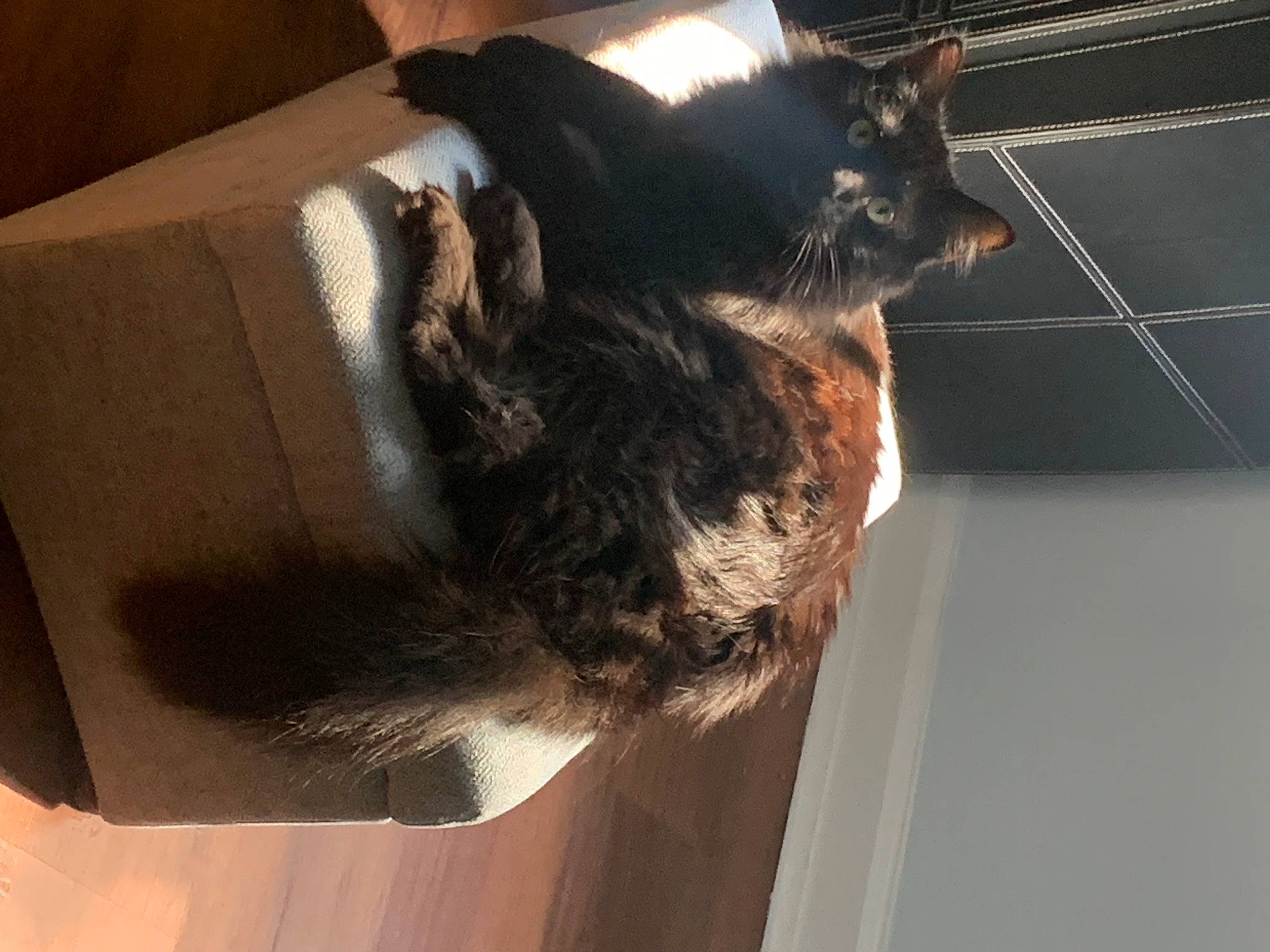 Ichabod is registered to the contest to win money with this photo: black_cat, cardboard, carnivore, cat, claw, comfort, domestic_short_haired_cat, ear, felidae, flooring, fur, room, small_to_medium_sized_cats, snout, tail, whiskers, wood