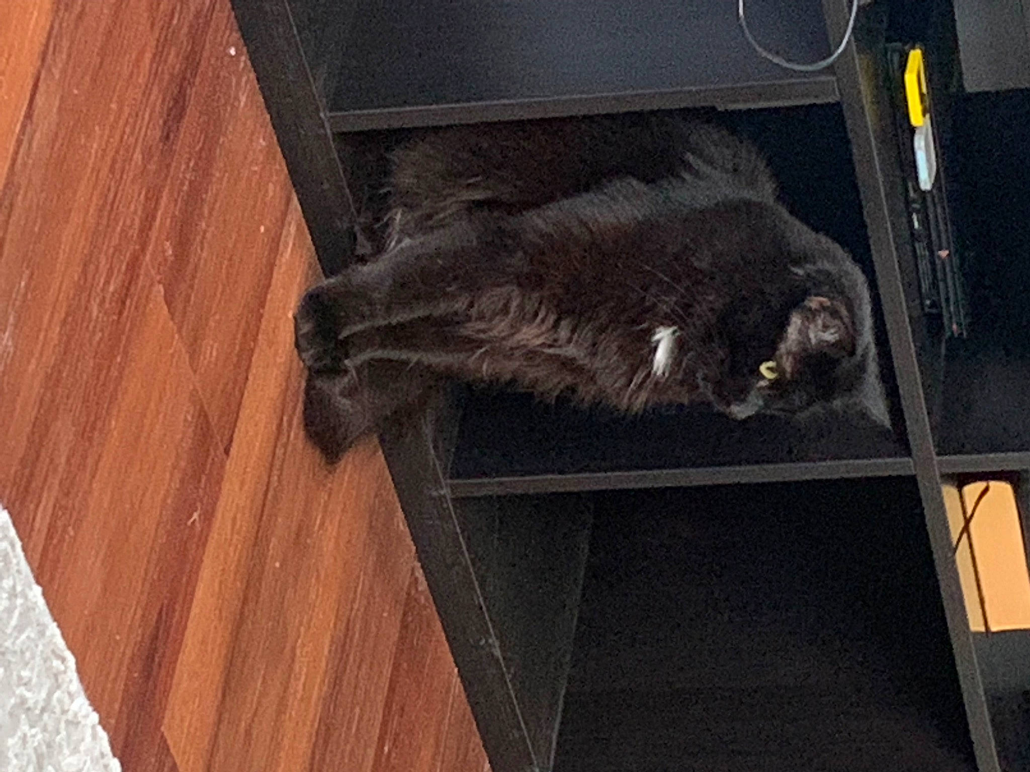 Ichabod joined the competition — help win amazing prizes! automotive_exterior, automotive_lighting, automotive_tire, felidae, flooring, fur, gas, hardwood, metal, pattern, plank, plywood, room, small_to_medium_sized_cats, tail, varnish, vehicle_door, wood, wood_flooring, wood_stain