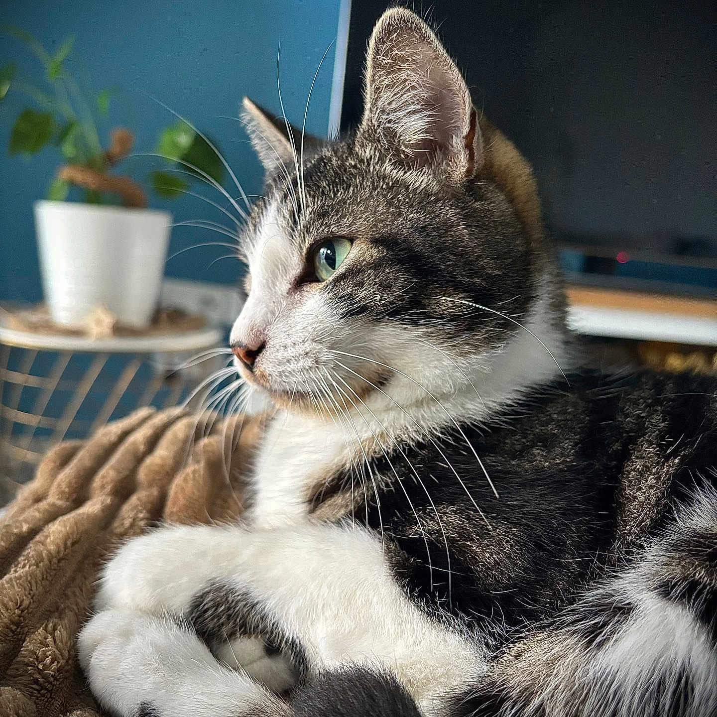 Loki a rejoint le concours — aidez-le/la à gagner de superbes lots ! abyssinian, animal, beverage, cat, coffee, coffeecup, computer, computerhardware, couch, electronics, hardware, kitten, laptop, manx, monitor, pc, pet, plant, pottedplant, screen