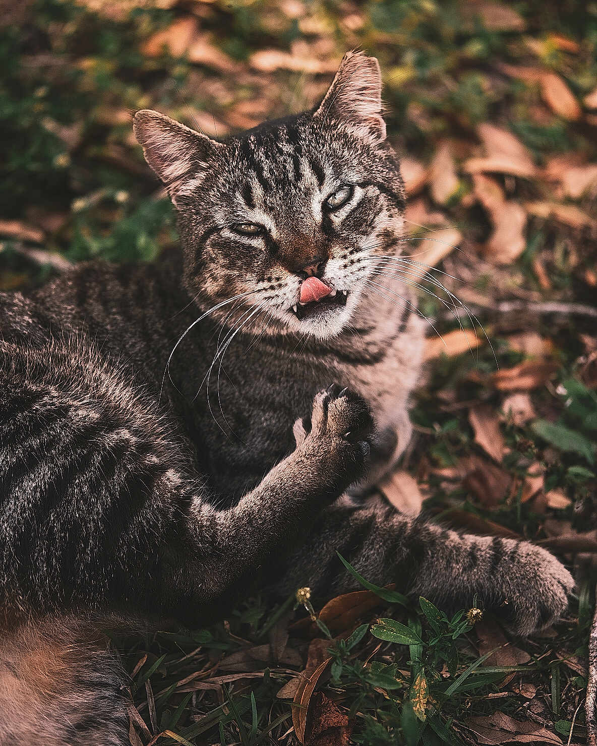 Leo joined the competition — help win amazing prizes! cat, tabby, animal, outdoor, nature, fur, paw, tongue, whiskers, grass, leaves, cute, playful, mammal, pet, wildlife, closeup, relaxed, expression, sitting