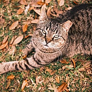 Leo is registered to the contest to win money with this photo: tabby_cat, cat, animal, pet, outdoor, grass, leaves, autumn, fall, nature, feline, whiskers, fur, striped, relaxed, lying_down, close_up, daylight, wildlife, mammal