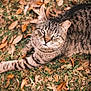 tabby_cat, cat, animal, pet, outdoor, grass, leaves, autumn, fall, nature, feline, whiskers, fur, striped, relaxed, lying_down, close_up, daylight, wildlife, mammal