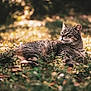 Leo is registered to the contest to win money with this photo: cat, tabby, animal, outdoor, grass, sunlight, nature, pet, feline, relaxed, lying_down, mammal, whiskers, ears, fur, daylight, greenery, closeup, wildlife, peaceful