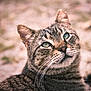 Leo is registered to the contest to win money with this photo: cat, tabby, close_up, outdoor, animal, pet, whiskers, fur, eyes, portrait, nature, mammal, feline, looking_up, cute, domestic_cat, blurred_background, calm, soft_light, wildlife