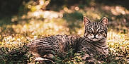 Leo joined the competition — help win amazing prizes! cat, tabby, animal, pet, grass, outdoor, nature, sunlight, feline, relaxing, lying_down, ears, whiskers, eyes, mammal, fur, daylight, background_blur, wildlife, peaceful