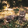 cat, tabby, animal, pet, grass, outdoor, nature, sunlight, feline, relaxing, lying_down, ears, whiskers, eyes, mammal, fur, daylight, background_blur, wildlife, peaceful