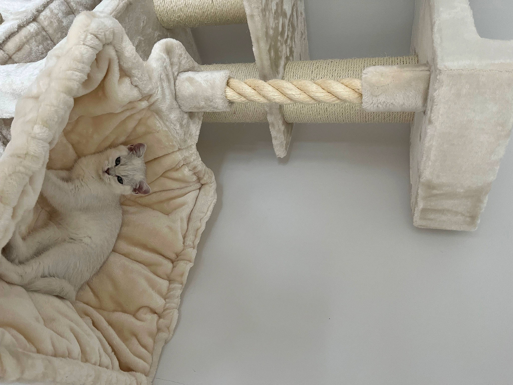 Chibi is registered to the contest to win money with this photo: art, beige, carving, creative_arts, fashion_accessory, font, knot, linens, metal, pattern, rectangle, relief, room, rope, sculpture, tail, thread, visual_arts, wood, wool