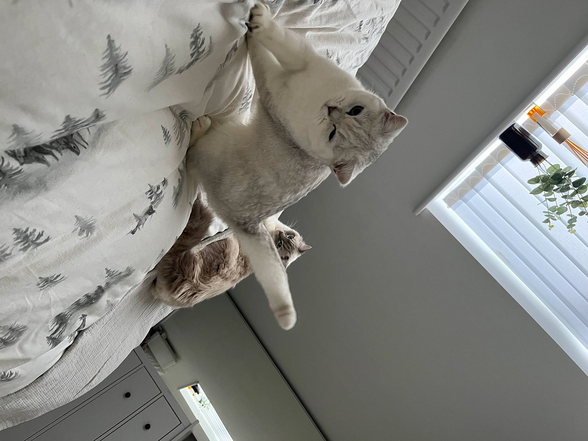 Chibi is registered to the contest to win money with this photo: carnivore, cat, ceiling, domestic_short_haired_cat, felidae, grey, linens, monochrome_photography, pattern, plant, room, sculpture, small_to_medium_sized_cats, tail, tree, whiskers, window, window_blind, window_covering, wood