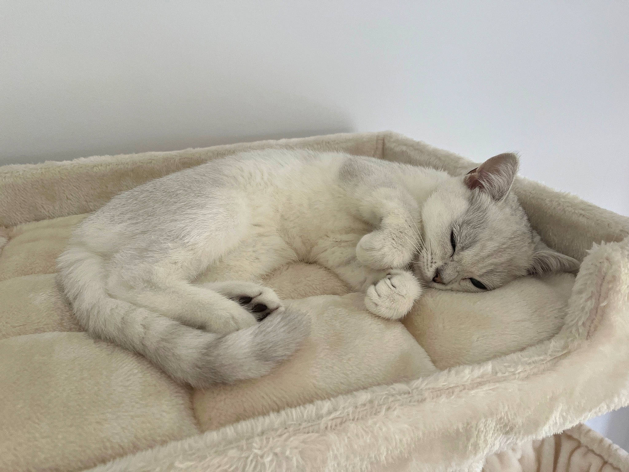 Chibi joined the competition — help win amazing prizes! canidae, carnivore, cat, cat_bed, cat_supply, claw, comfort, domestic_short_haired_cat, fawn, felidae, fur, grey, linens, nap, paw, small_to_medium_sized_cats, snout, tail, terrestrial_animal, whiskers