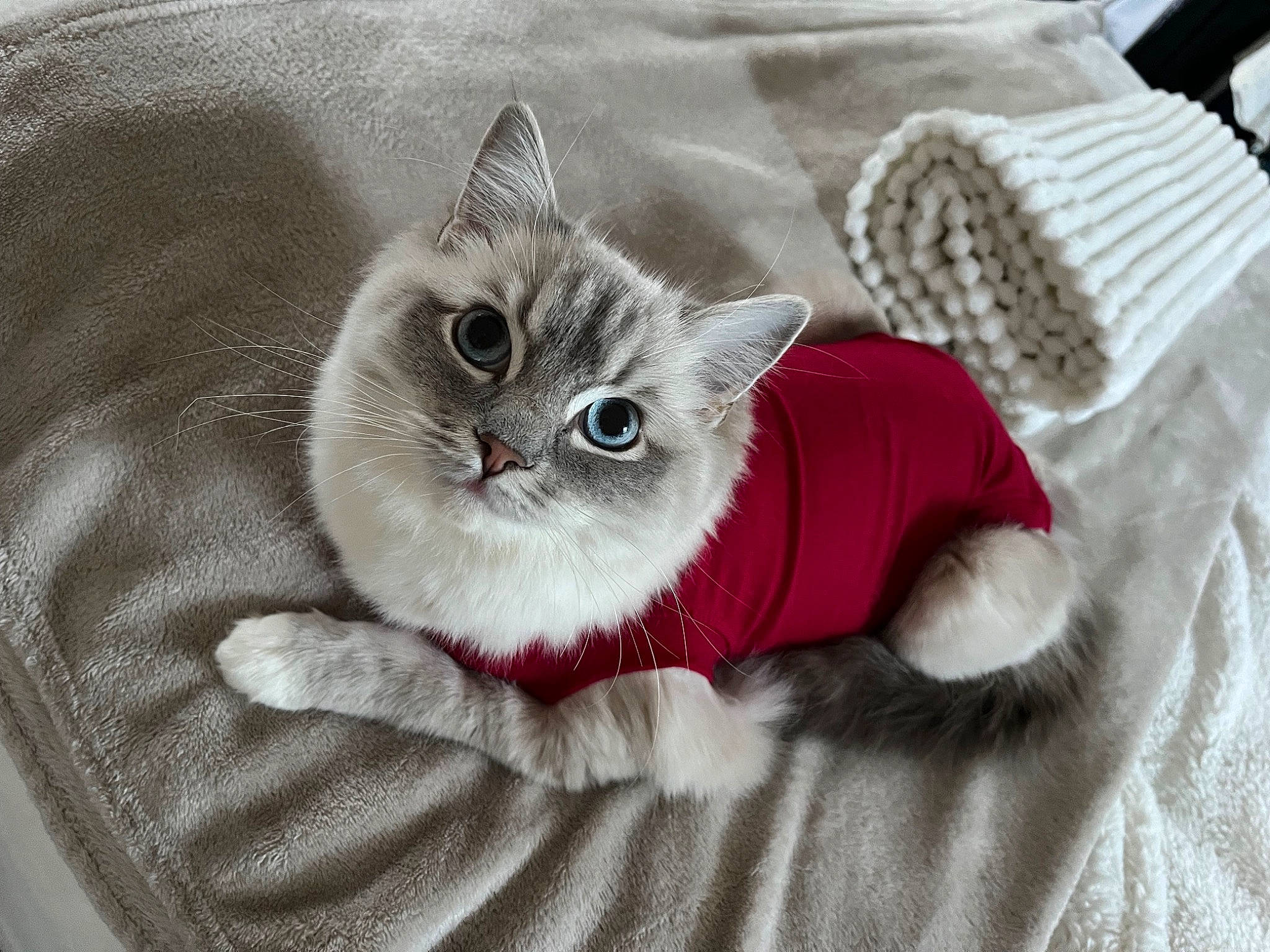 Suki joined the competition — help win amazing prizes! bed, bed_sheet, bedding, birman, carnivore, cat, claw, comfort, domestic_short_haired_cat, fawn, felidae, fur, grey, linens, pattern, paw, sleeve, small_to_medium_sized_cats, tail, whiskers