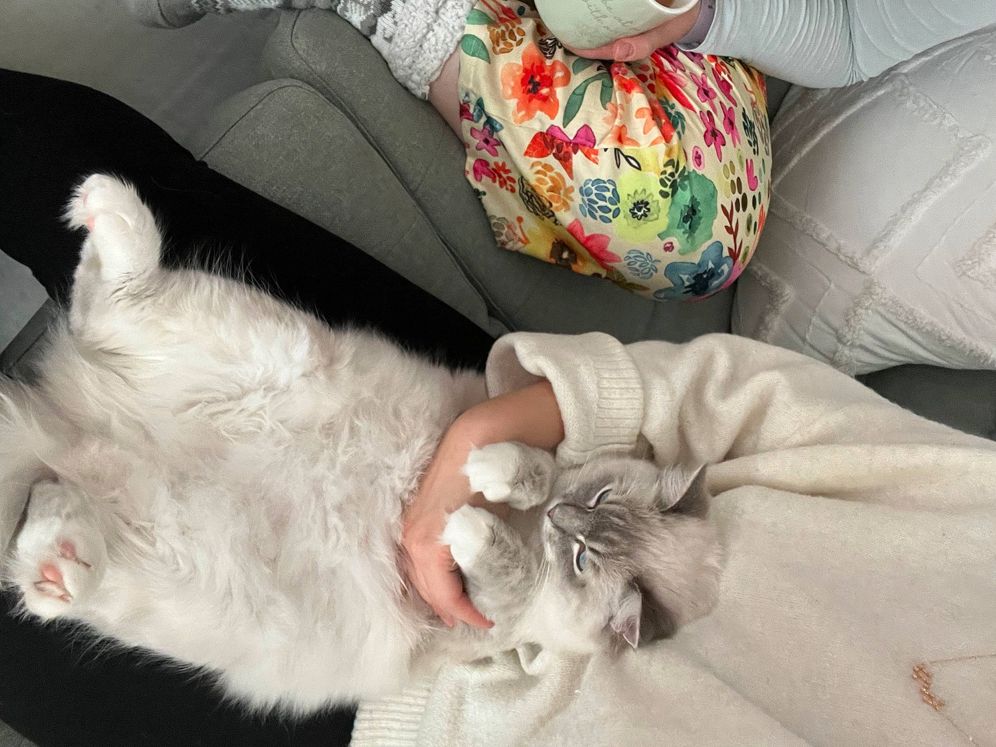 Suki joined the competition — help win amazing prizes! bag, car_seat, carnivore, cat, claw, comfort, couch, domestic_short_haired_cat, fawn, felidae, fur, grey, linens, nap, paw, pillow, sleep, small_to_medium_sized_cats, tail, whiskers