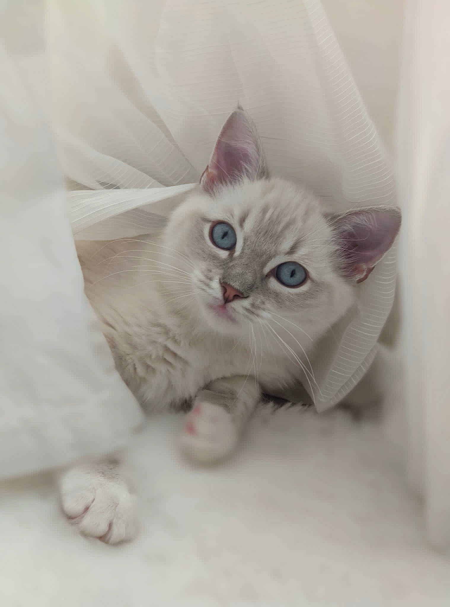 Suki joined the competition — help win amazing prizes! carnivore, cat, comfort, domestic_short_haired_cat, ear, felidae, fur, paw, small_to_medium_sized_cats, tail, whiskers