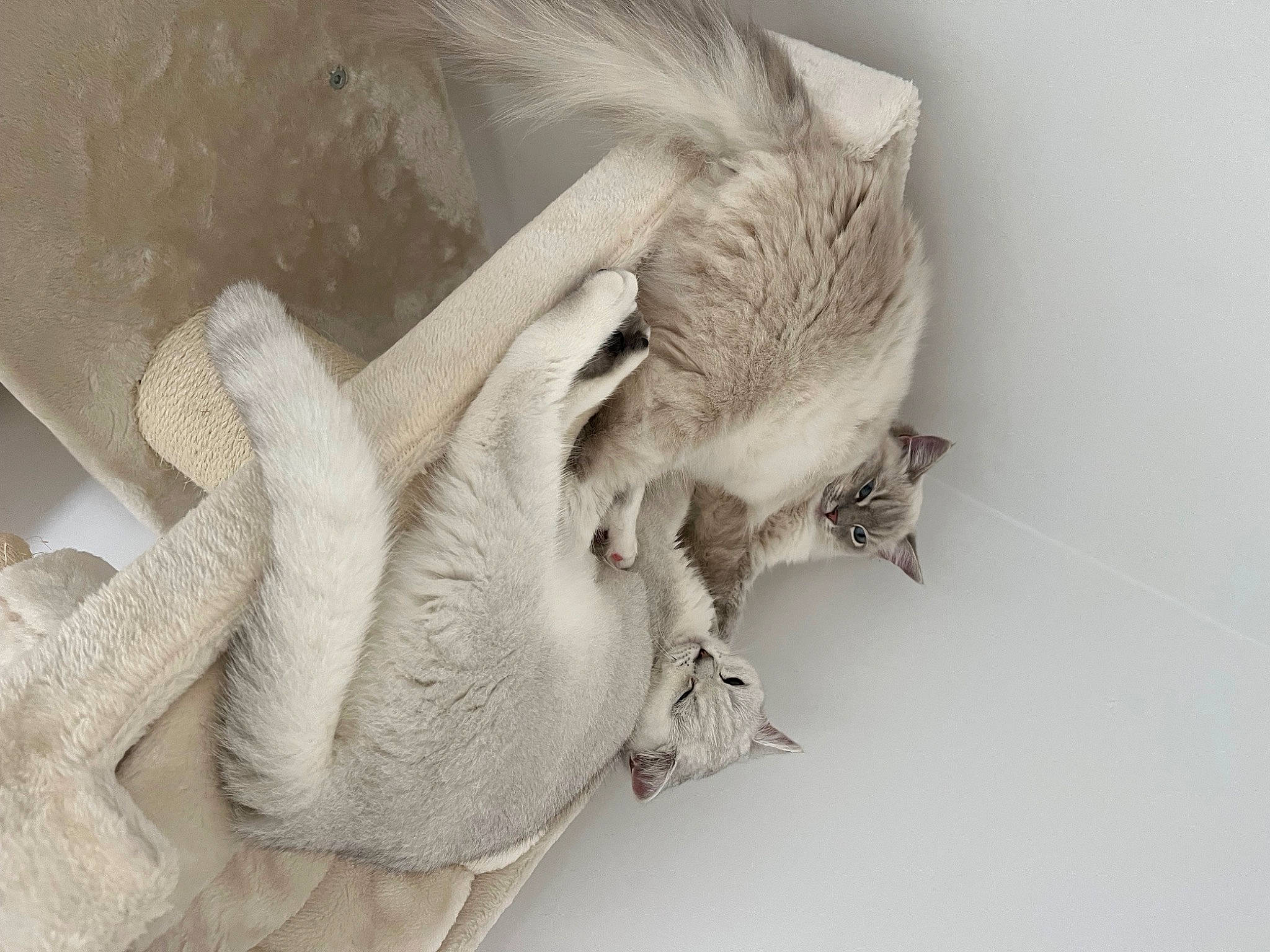 Suki joined the competition — help win amazing prizes! cat, cat_bed, comfort, ear, eyelash, fashion_accessory, fawn, feather, felidae, fur, grey, linens, monochrome_photography, paw, small_to_medium_sized_cats, snout, tail, whiskers, wing