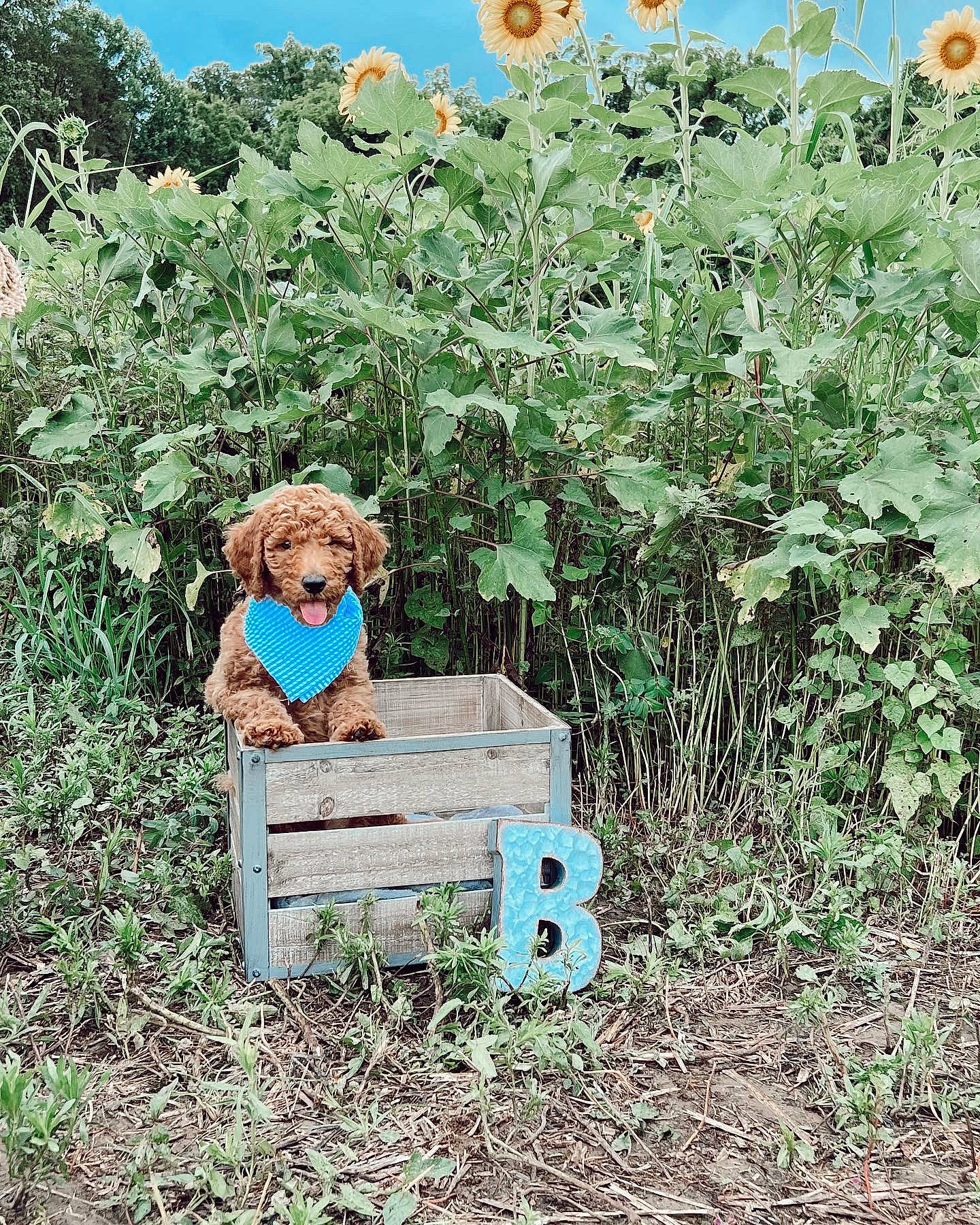 Banjo joined the competition — help win amazing prizes! agriculture, art, botany, flower, flowering_plant, grass, grass_family, groundcover, people_in_nature, plant, rural_area, shrub, sky, soil, tire, toy, tree, vegetation, wheel, wood