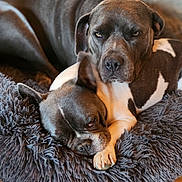 Ohana Et Popy participe au concours pour gagner de l'argent avec cette photo : animal, bee, boxer, bulldog, canine, dog, dogbed, frenchbulldog, homedecor, honeybee, hound, insect, invertebrate, person, pet, pitbull, pointer, puppy, sleeping, snout