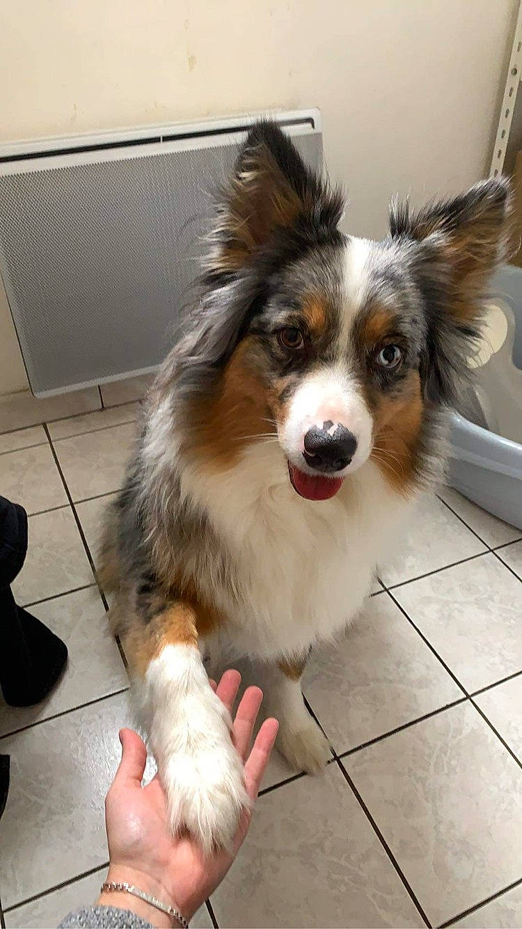 Polka a rejoint le concours — aidez-le/la à gagner de superbes lots ! ball, canidae, carnivore, companion_dog, dog, dog_breed, flooring, foot, fur, herding_dog, plant, sandal, snout, sporting_group, terrestrial_animal, tile_flooring, toy_dog, whiskers, working_dog