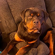 Simba is registered to the contest to win money with this photo: dog, rottweiler, pet, couch, indoor, portrait, brown_and_black, fur, paws, collar, blanket, sofa, eyes, nose, face, large_breed, relaxed, household, close_up, cozy
