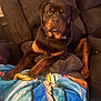 dog, rottweiler, pet, couch, blanket, living_room, paws, face, portrait, black_and_tan, collar, sitting, indoor, cozy, furniture, canine, muzzle, sofa, blanket_pattern, relaxed