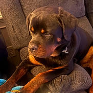 Simba is registered to the contest to win money with this photo: dog, rottweiler, large_dog, canine, black_and_tan, brown_coat, paws, collar, sofa, couch, blanket, indoor, pet, relaxed, portrait, close_up, muzzle, ears, fur, home