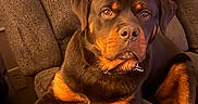 Simba joined the competition — help win amazing prizes! blanket, brown_and_black, close_up, collar, couch, cozy, dog, eyes, face, fur, household, indoor, large_breed, nose, paws, pet, portrait, relaxed, rottweiler, sofa