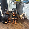 animal, cabinet, canine, collar, countertop, dishwasher, dog, domestic, floor, french_bulldog, household, indoor, kitchen, looking_up, pet, rottweiler, sitting, three_animals, trash_can, wooden_floor