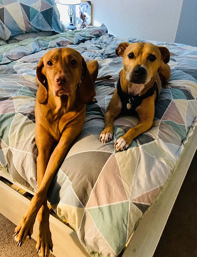 Pancake joined the competition — help win amazing prizes! canidae, carnivore, collar, comfort, companion_dog, couch, dog, dog_breed, dog_supply, fawn, guard_dog, hound, linens, mammal, paw, pet_supply, sporting_group, vertebrate, working_animal, working_dog