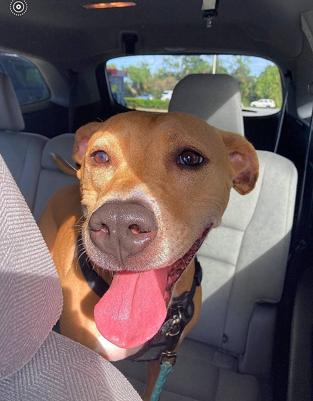 Pancake is registered to the contest to win money with this photo: automotive_mirror, canidae, car, car_seat, carnivore, collar, companion_dog, dog, dog_breed, dog_collar, ear, fawn, selfie, snout, sporting_group, vehicle, vehicle_door, whiskers, window, working_animal