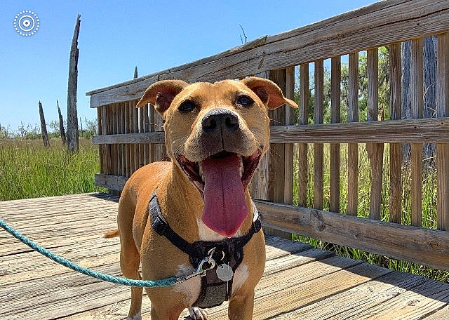 Pancake is registered to the contest to win money with this photo: carnivore, collar, companion_dog, dog, dog_breed, dog_collar, dog_supply, fawn, fence, grass, landscape, liver, pet_supply, plant, sky, snout, sporting_group, whiskers, wood, working_animal
