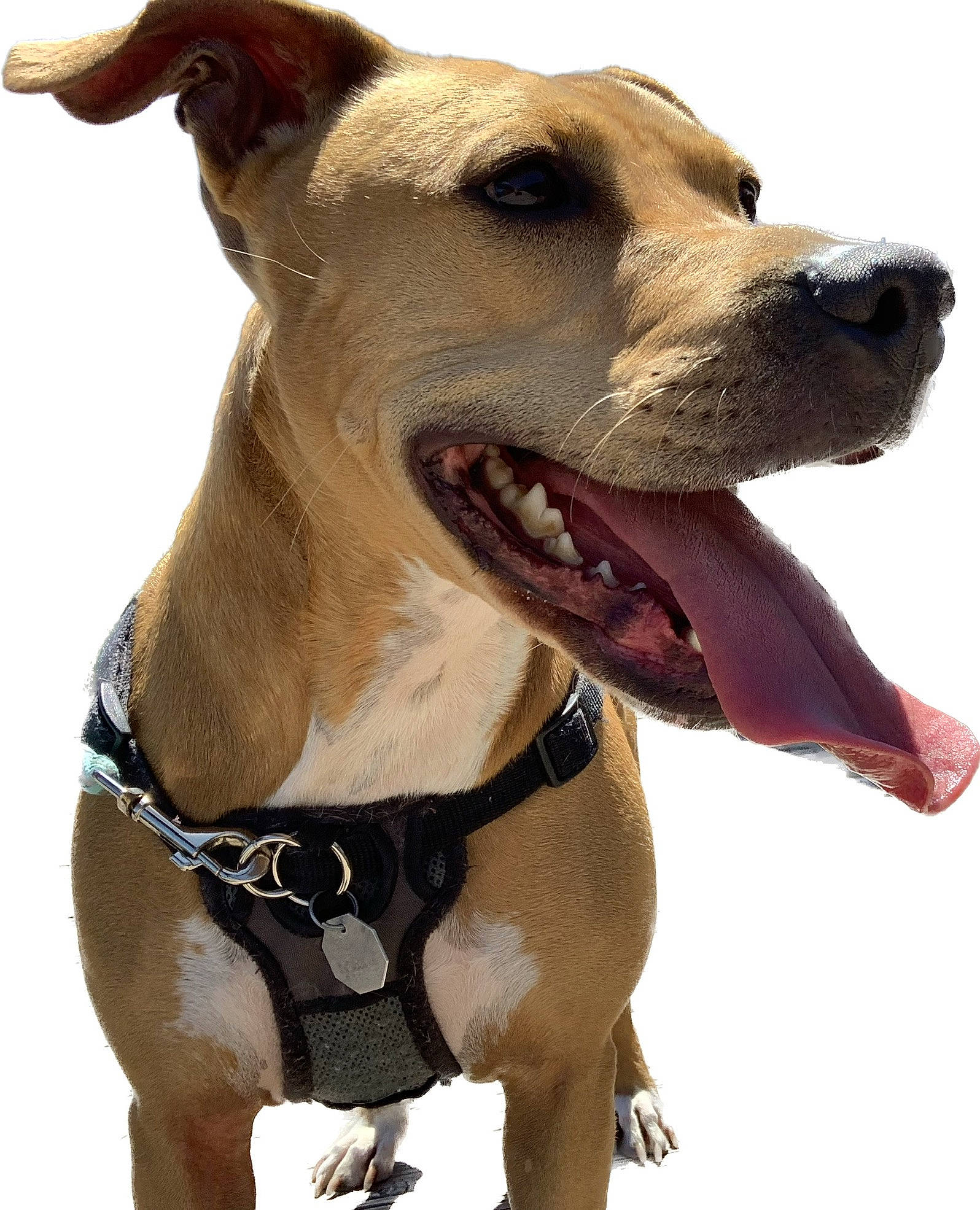 Pancake joined the competition — help win amazing prizes! canidae, carnivore, collar, companion_dog, dog, dog_breed, dog_collar, dog_supply, fawn, giant_dog_breed, happy, leash, liver, pet_supply, sighthound, smile, snout, sporting_group, whiskers, working_animal