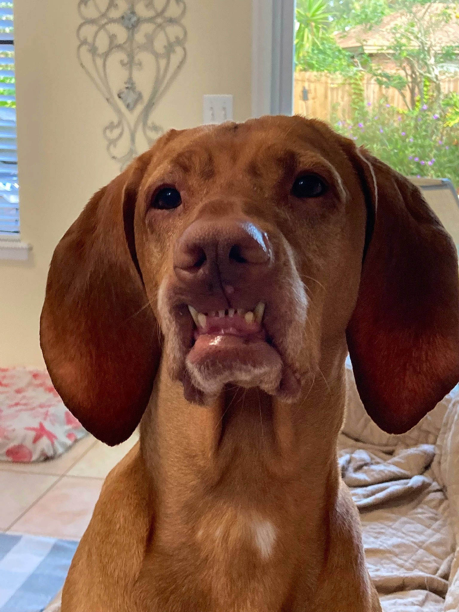 Pumpkin joined the competition — help win amazing prizes! canidae, carnivore, companion_dog, dog, dog_breed, dog_collar, fawn, gun_dog, hardwood, liver, pet_supply, plant, snout, sporting_group, terrestrial_animal, whiskers, window, window_blind, wood, working_animal