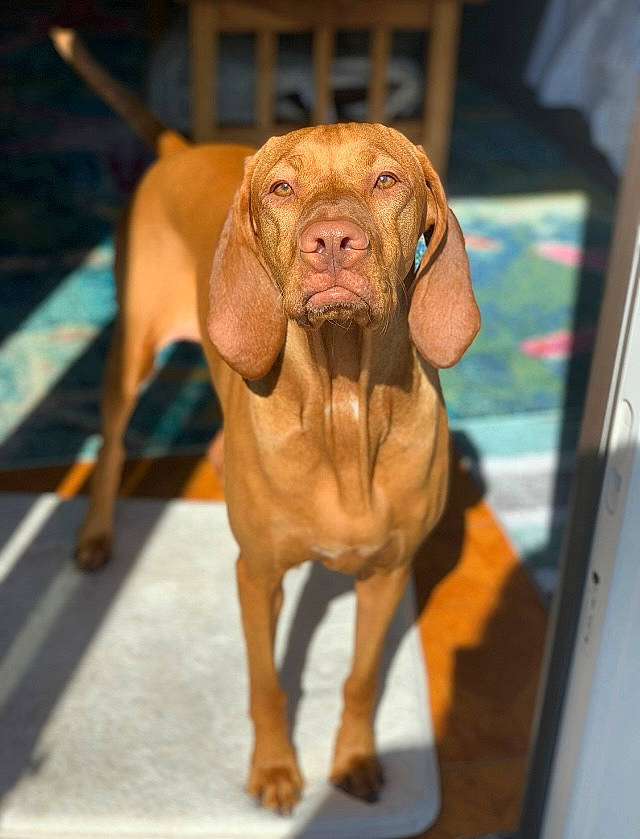 Pumpkin joined the competition — help win amazing prizes! canidae, carnivore, comfort, companion_dog, dog, dog_breed, dog_collar, dog_supply, fawn, gun_dog, hound, hunting_dog, liver, pet_supply, snout, sporting_group, terrestrial_animal, wood, working_animal, wrinkle