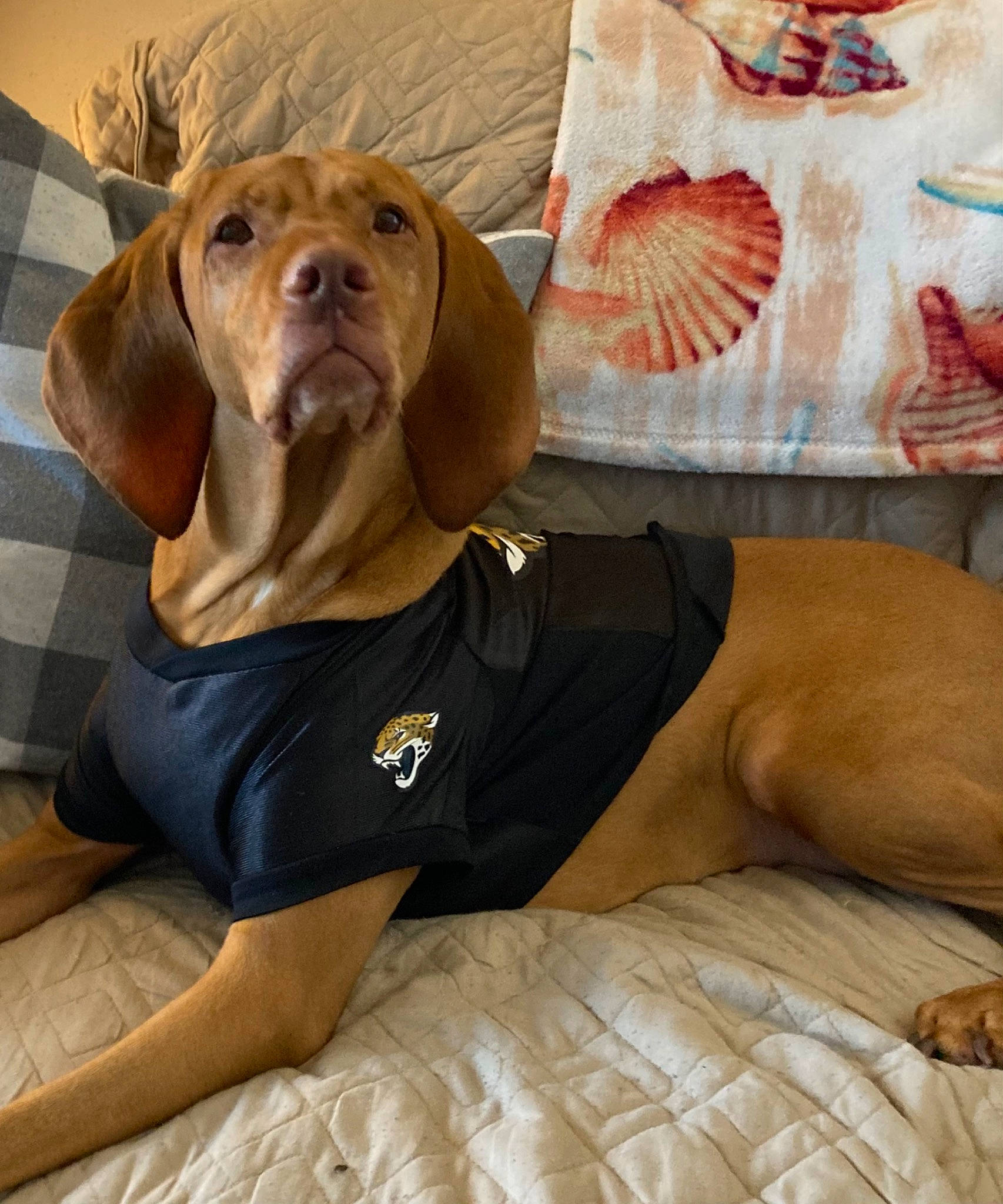 Pumpkin joined the competition — help win amazing prizes! art, canidae, carnivore, comfort, companion_dog, dog, dog_breed, dog_collar, dog_supply, fawn, fish, hound, linens, liver, pet_supply, snout, sporting_group, whiskers, wood, working_animal