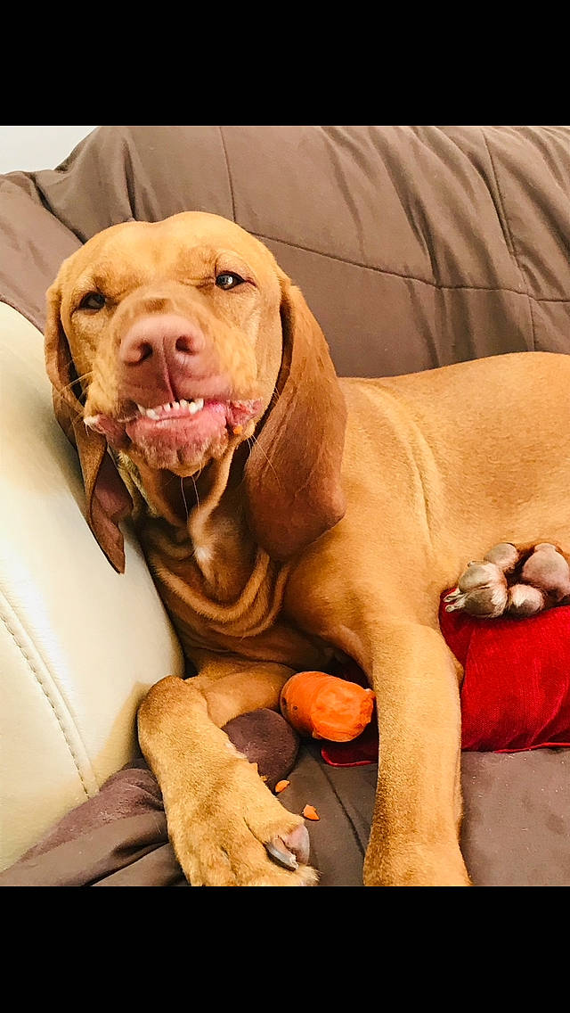 Pumpkin joined the competition — help win amazing prizes! canidae, carnivore, collar, comfort, companion_dog, dog, dog_breed, dog_collar, dog_supply, ear, fawn, gun_dog, liver, molosser, pet_supply, snout, sporting_group, wood, working_animal, wrinkle