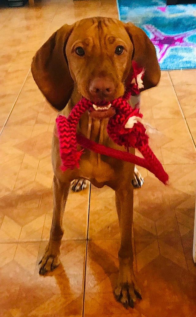 Pumpkin is registered to the contest to win money with this photo: carnivore, collar, companion_dog, dog, dog_breed, dog_clothes, dog_collar, dog_supply, fawn, flooring, fur, gun_dog, leash, liver, pet_supply, plant, snout, sporting_group, toy, working_animal