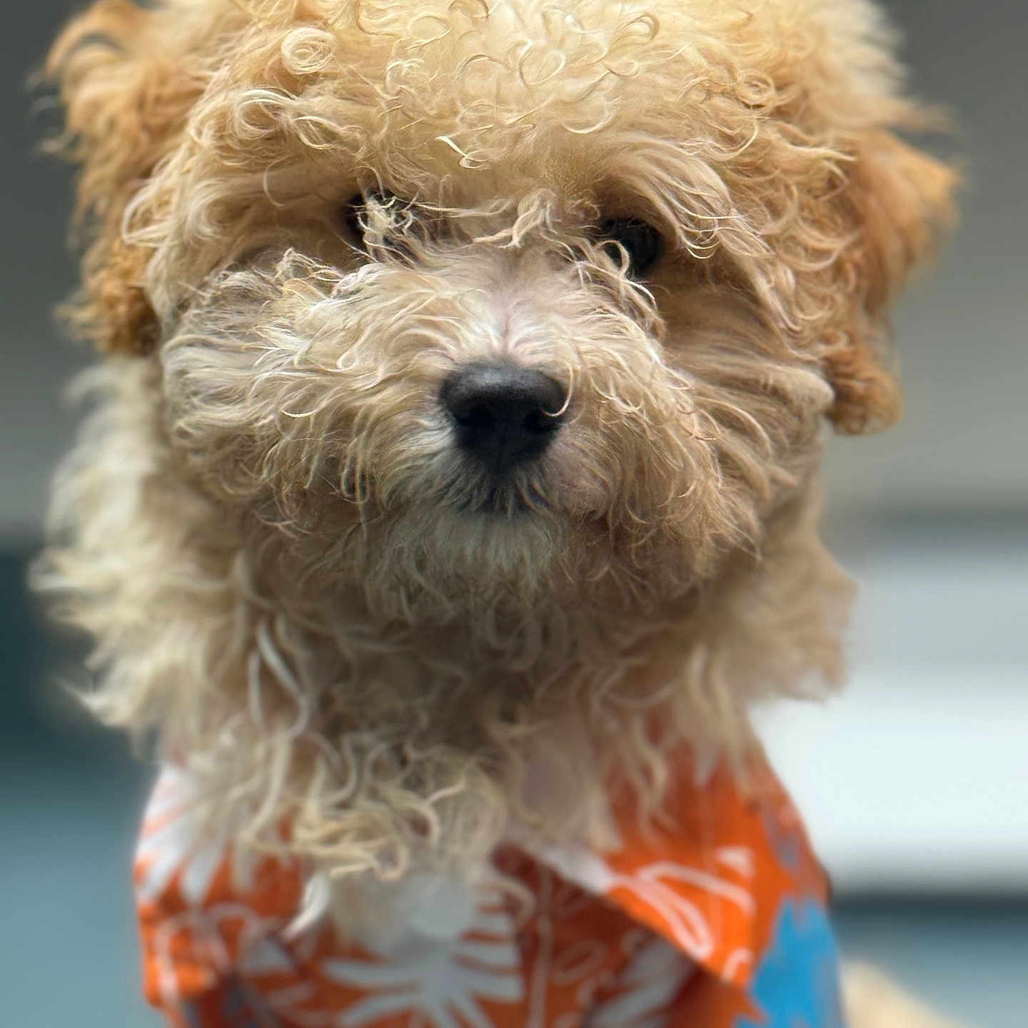 Teddy Bear is registered to the contest to win money with this photo: accessories, airedale, animal, bison, canine, clothing, cockerspaniel, dog, dress, formalwear, pet, poodle, puppy, terrier, tie, whitedog