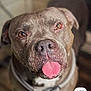 dog, pitbull, pet, tongue_out, close_up, portrait, indoor, wallpaper, smartphone_ui, app_icons, time_display, weather_overlay, bokeh, collar, brown_fur, eyes, nose, floor, happy_expression, home