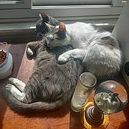 Missykitty joined the competition — help win amazing prizes! cat, cats, sleeping, cuddling, sunlight, window, wooden_surface, pet, domestic_animal, gray_cat, white_cat, cozy, relaxing, indoor, fur, resting, cute, animal, household_item, decor