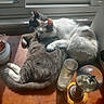cat, cats, sleeping, cuddling, sunlight, window, wooden_surface, pet, domestic_animal, gray_cat, white_cat, cozy, relaxing, indoor, fur, resting, cute, animal, household_item, decor